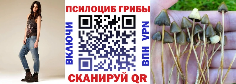 где купить наркоту  Пошехонье  KRAKEN ссылки  Псилоцибиновые грибы Psilocybine cubensis 